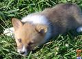 Pembroke Welsh Corgi